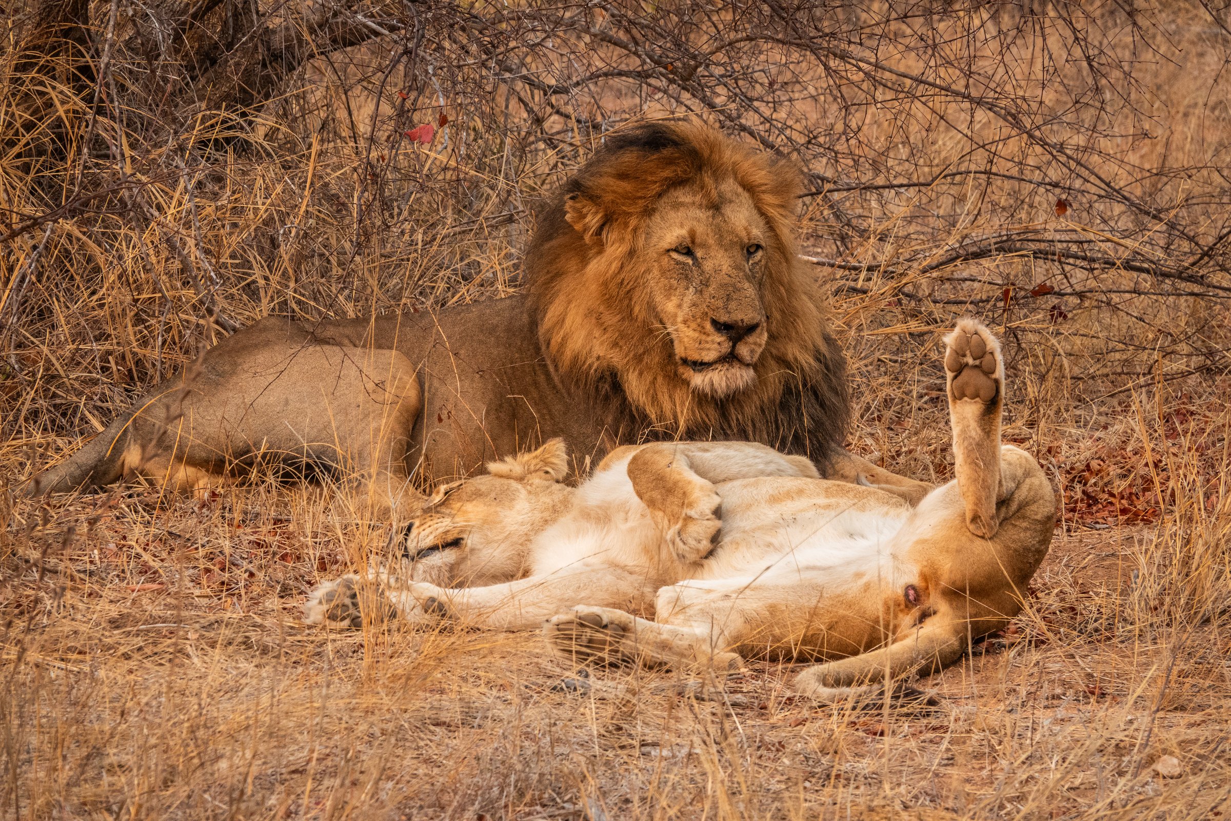 Large maned male lion lying beside a resting  lioness on her back in South Africa