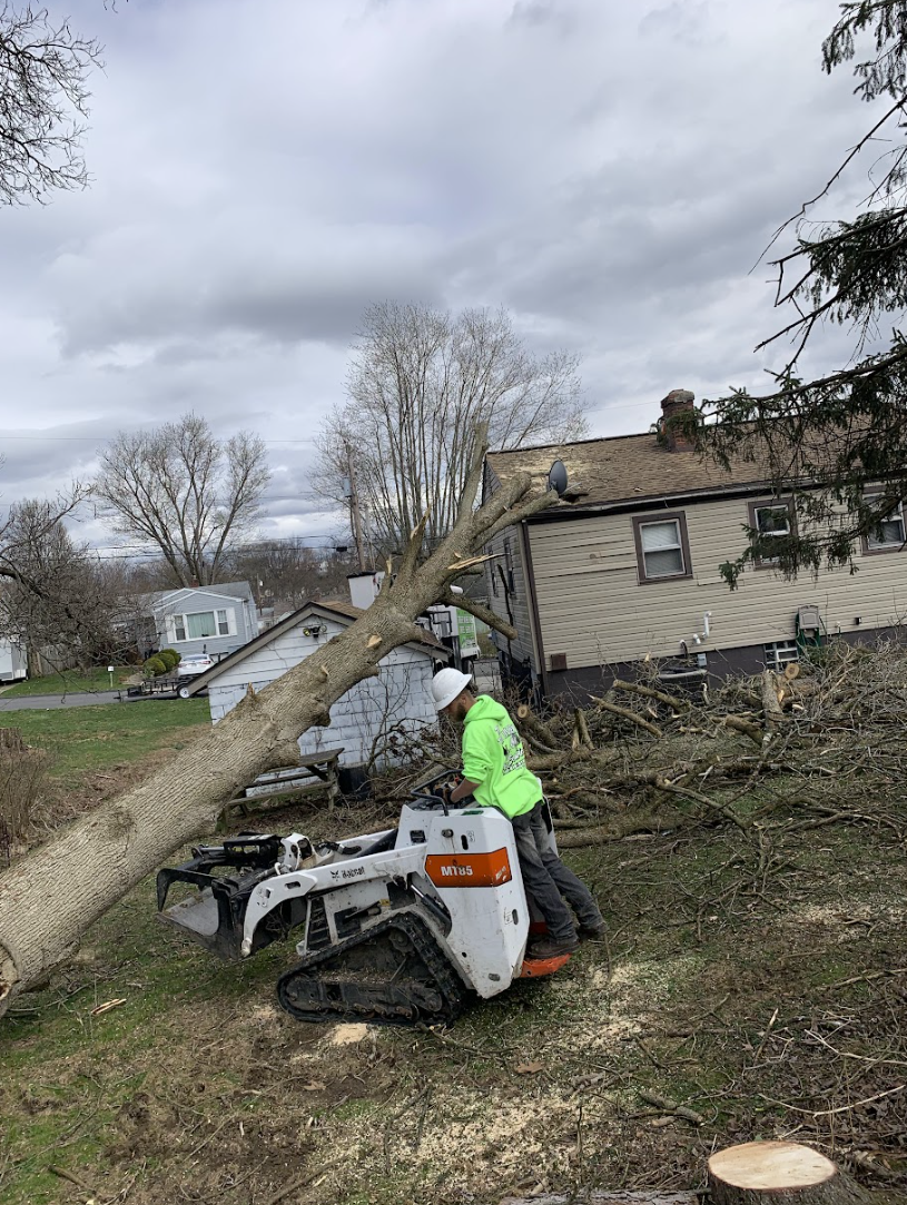 Emergency Tree Service