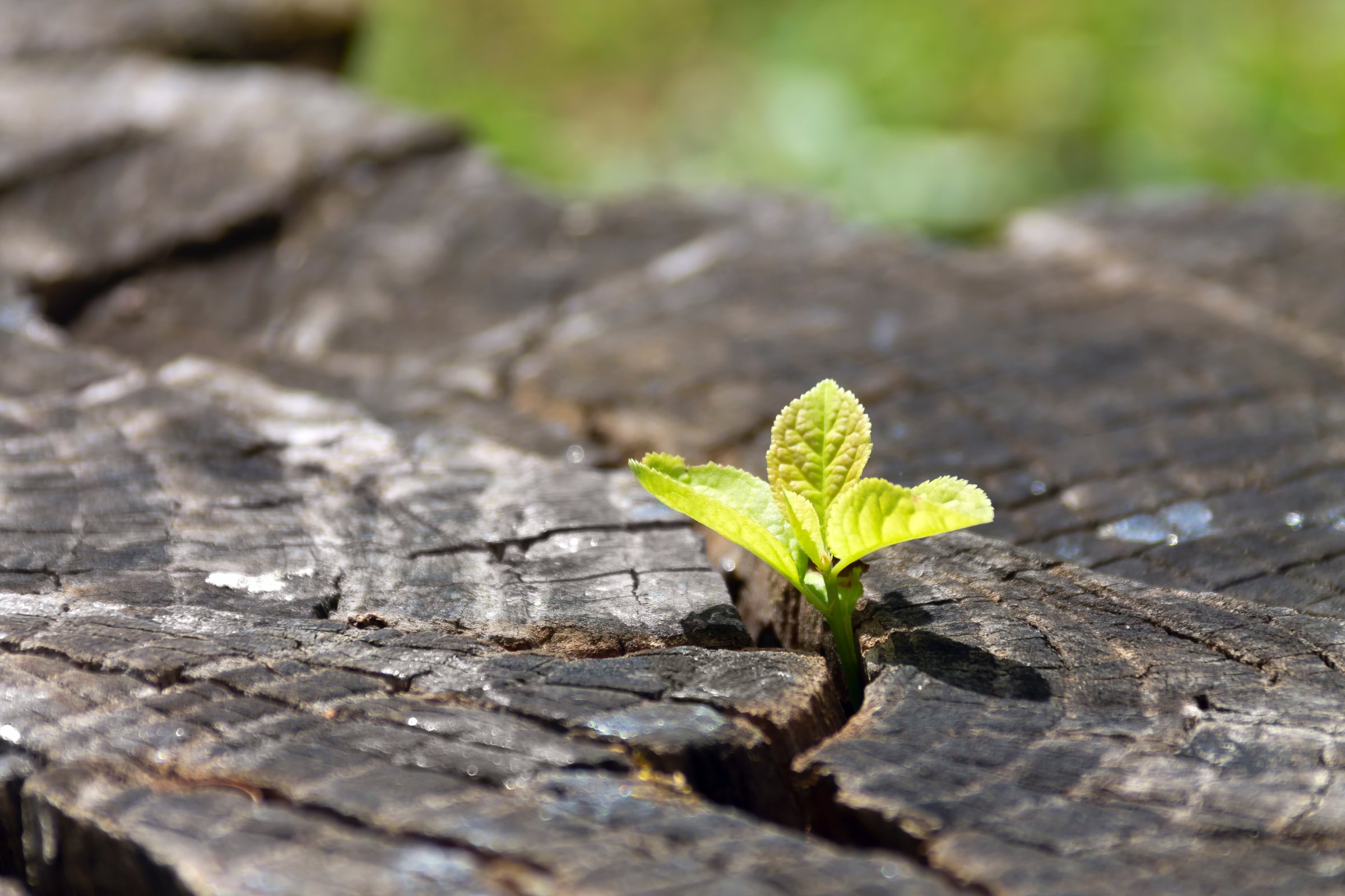A tree shoot grows through stump. Real photo, Adobe RGB color profile.