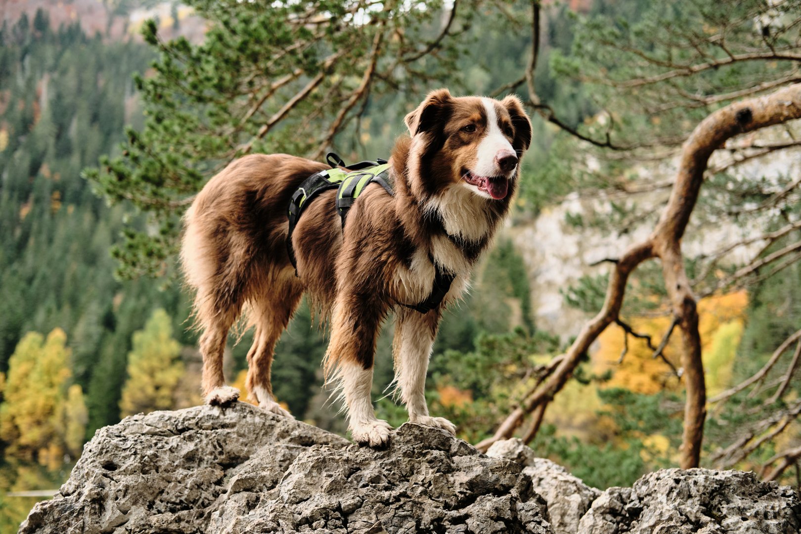 Australian shepherd dog on rock in autumn forest