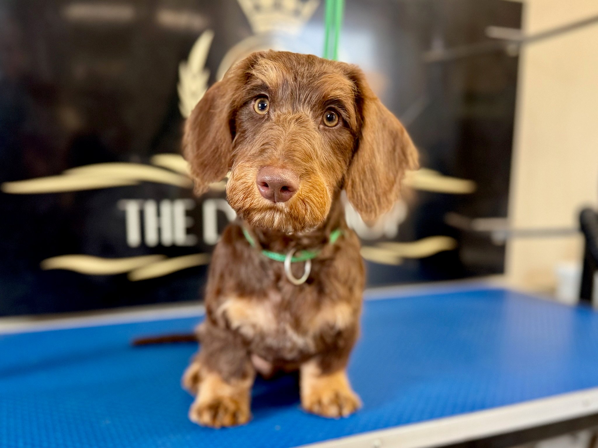 Groomed dog at The Dog Shop Ashbourne