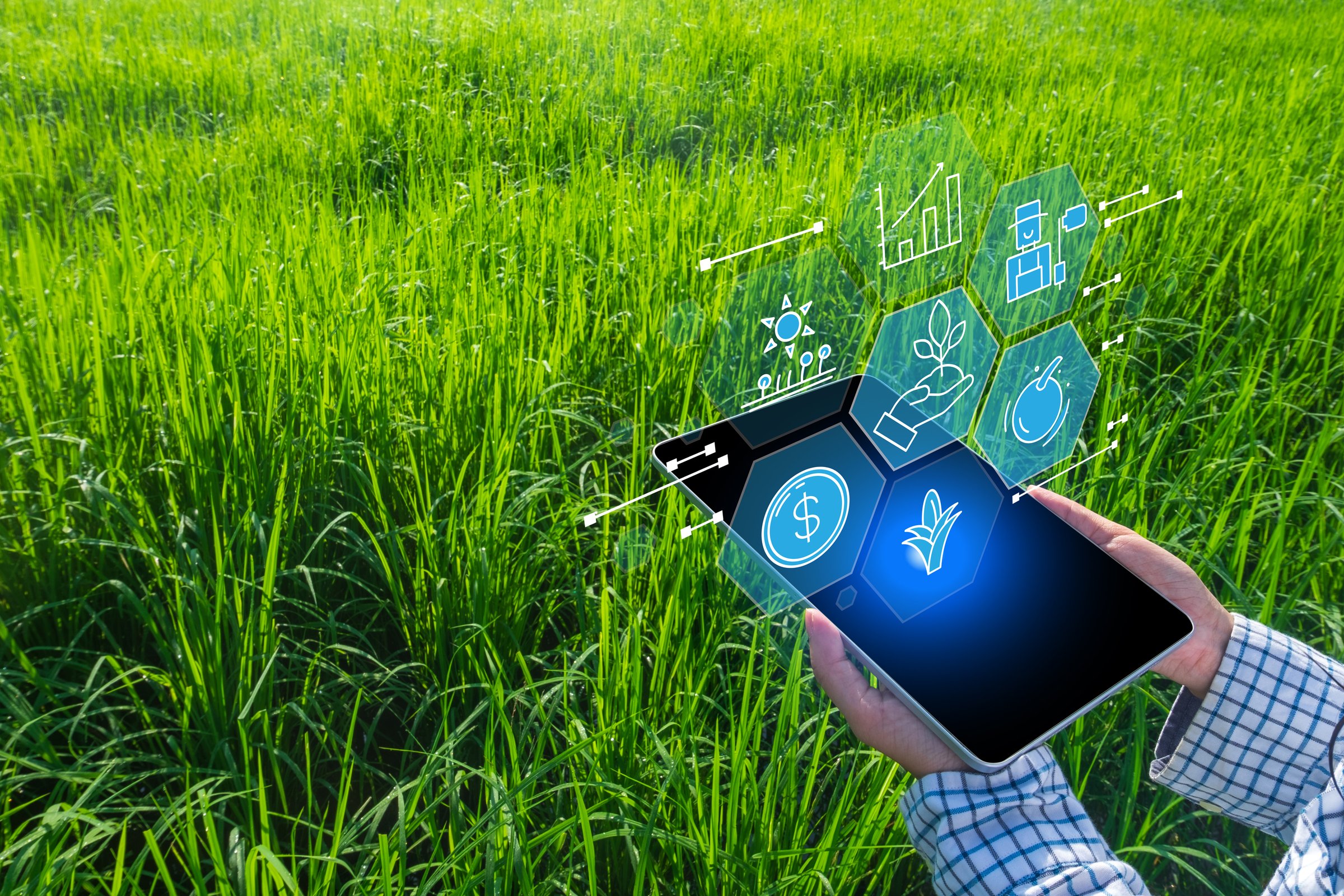 Smart farming and AgriTech concept. A farmer uses a tablet with a virtual interface to manage the rice paddy, using IoT sensors and data analytics for precision agriculture and a higher yield.