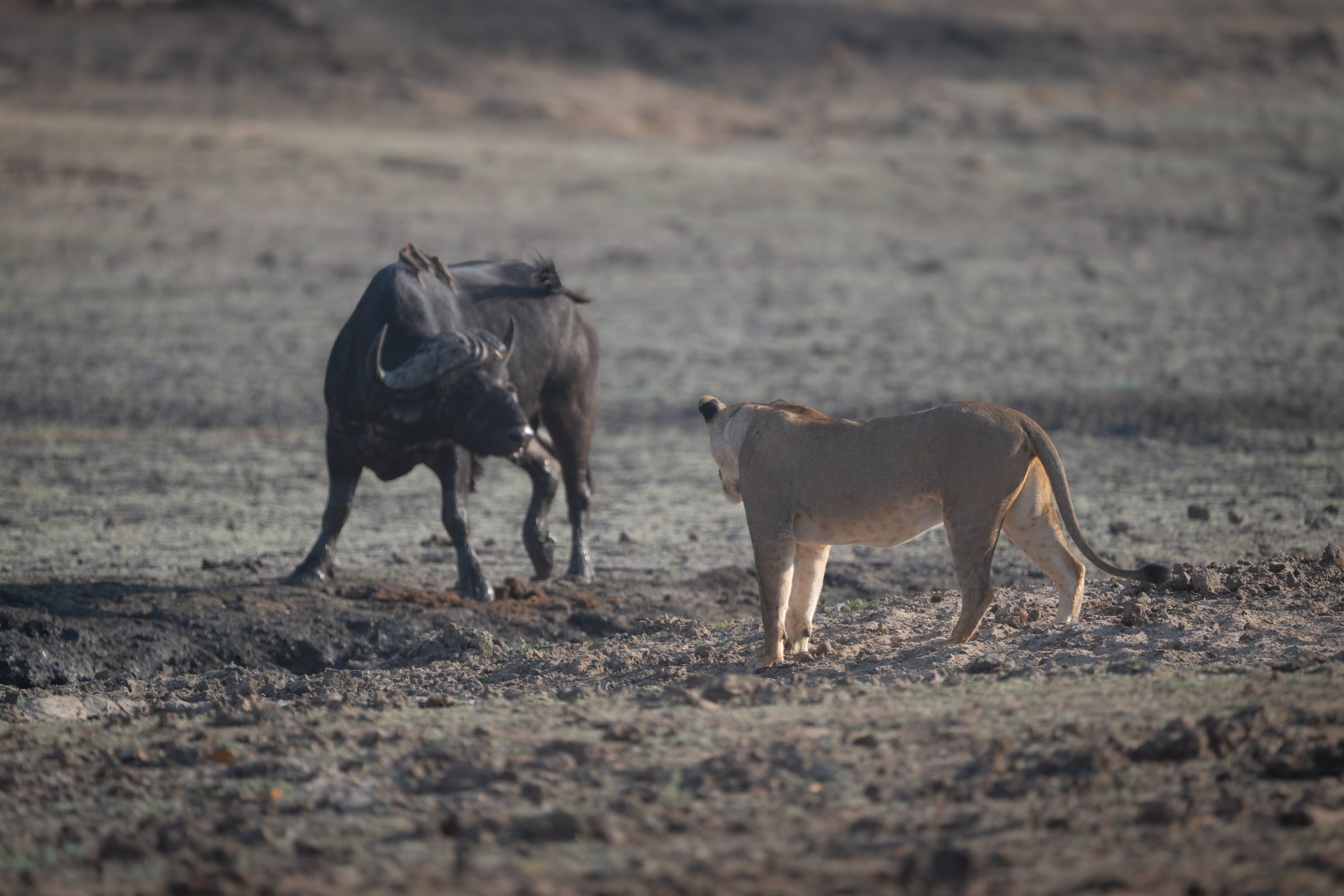 Lioness confronting Cape buffalo in dry pan