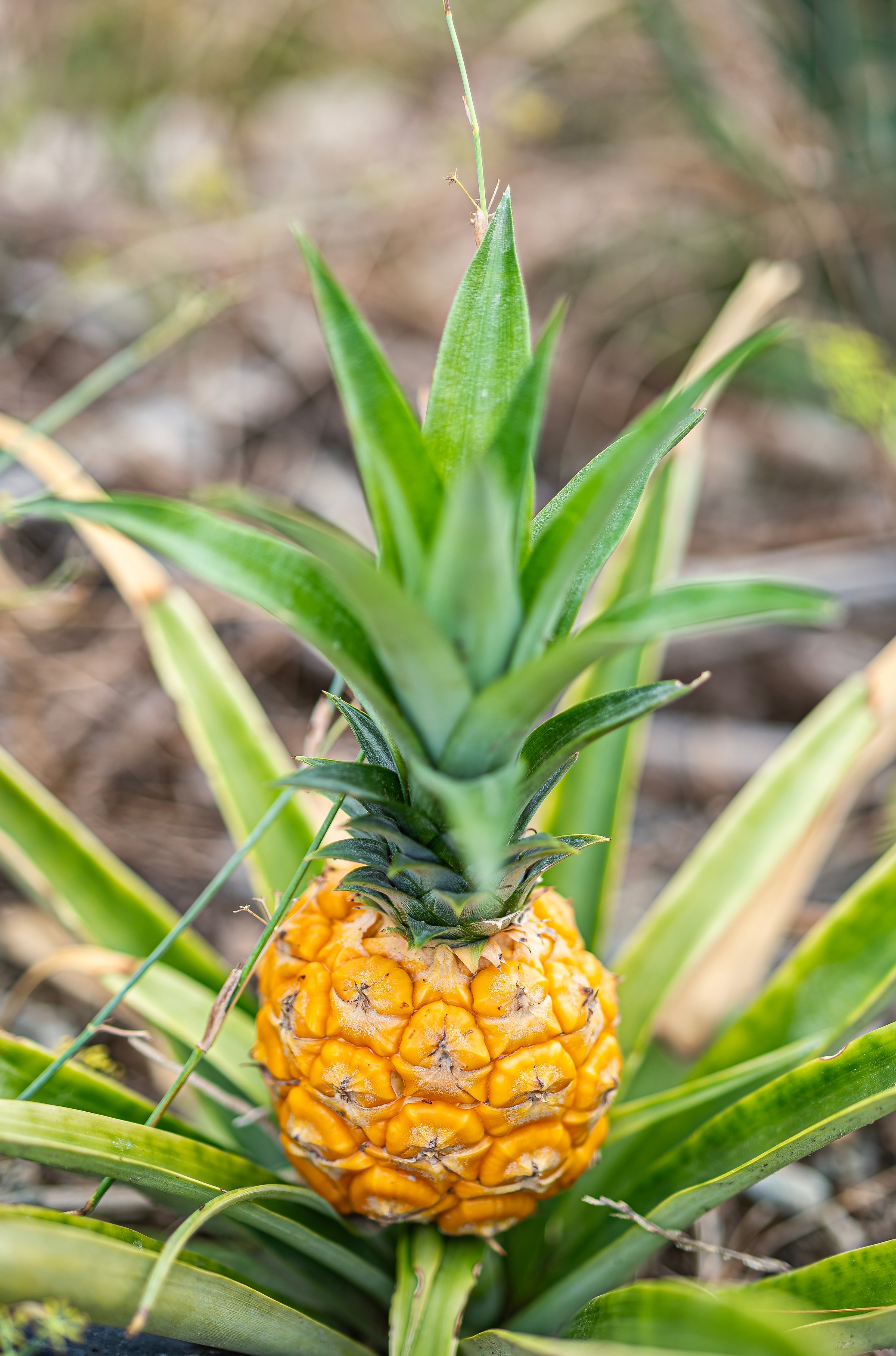 Close-up of a pineapple in the center of its plant in an ecological and sustainable field, out of focus background, Andalusia, Spain.