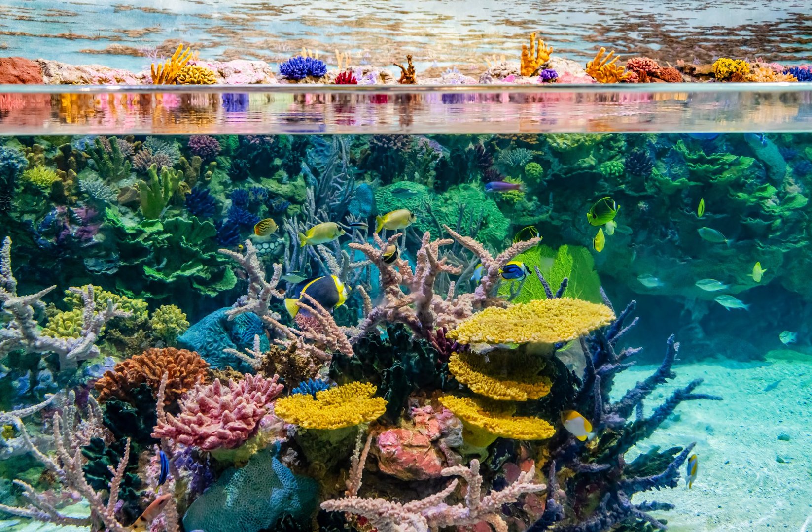 Colorful coral in an aquarium in Tacoma, Washington.