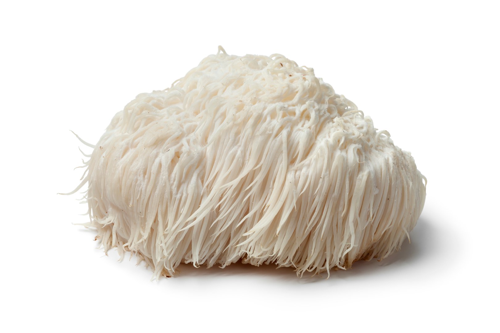 Single Lion's mane mushroom on white background