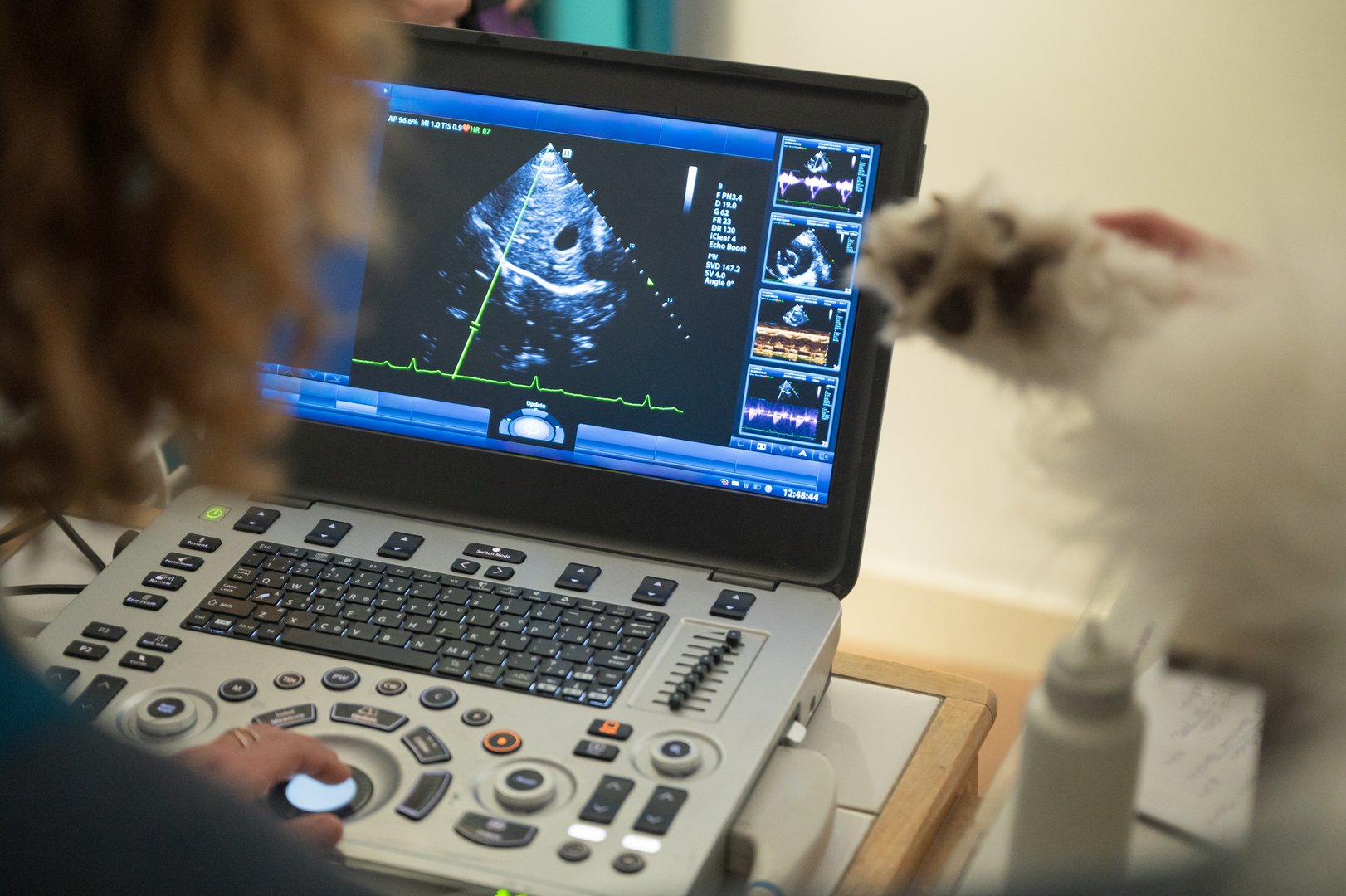 Veterinarian using an ultrasound machine for examining a dog in a veterinary clinic, ensuring optimal health and care for the pet