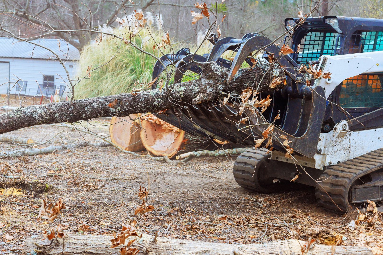 Skid steer loader transports large tree trunk, clearing yard debris in suburban setting during deforestation