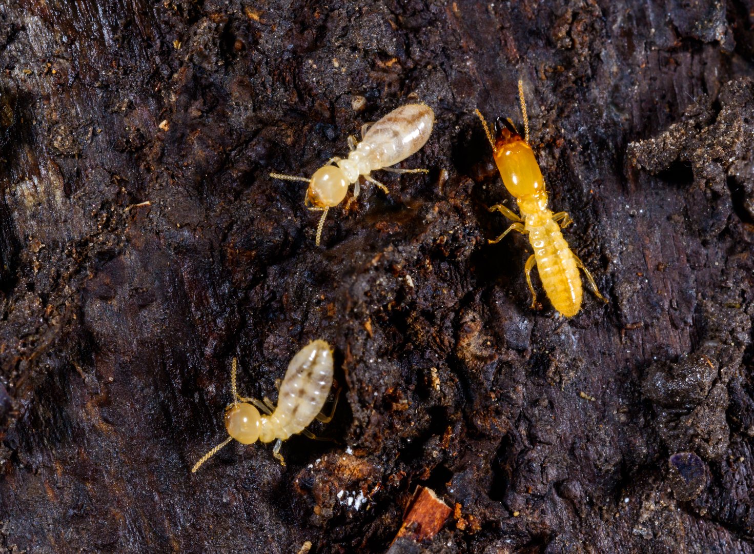Subterranean termites Reticulitermes lucifugus, termites living under rotten wood old tree stump