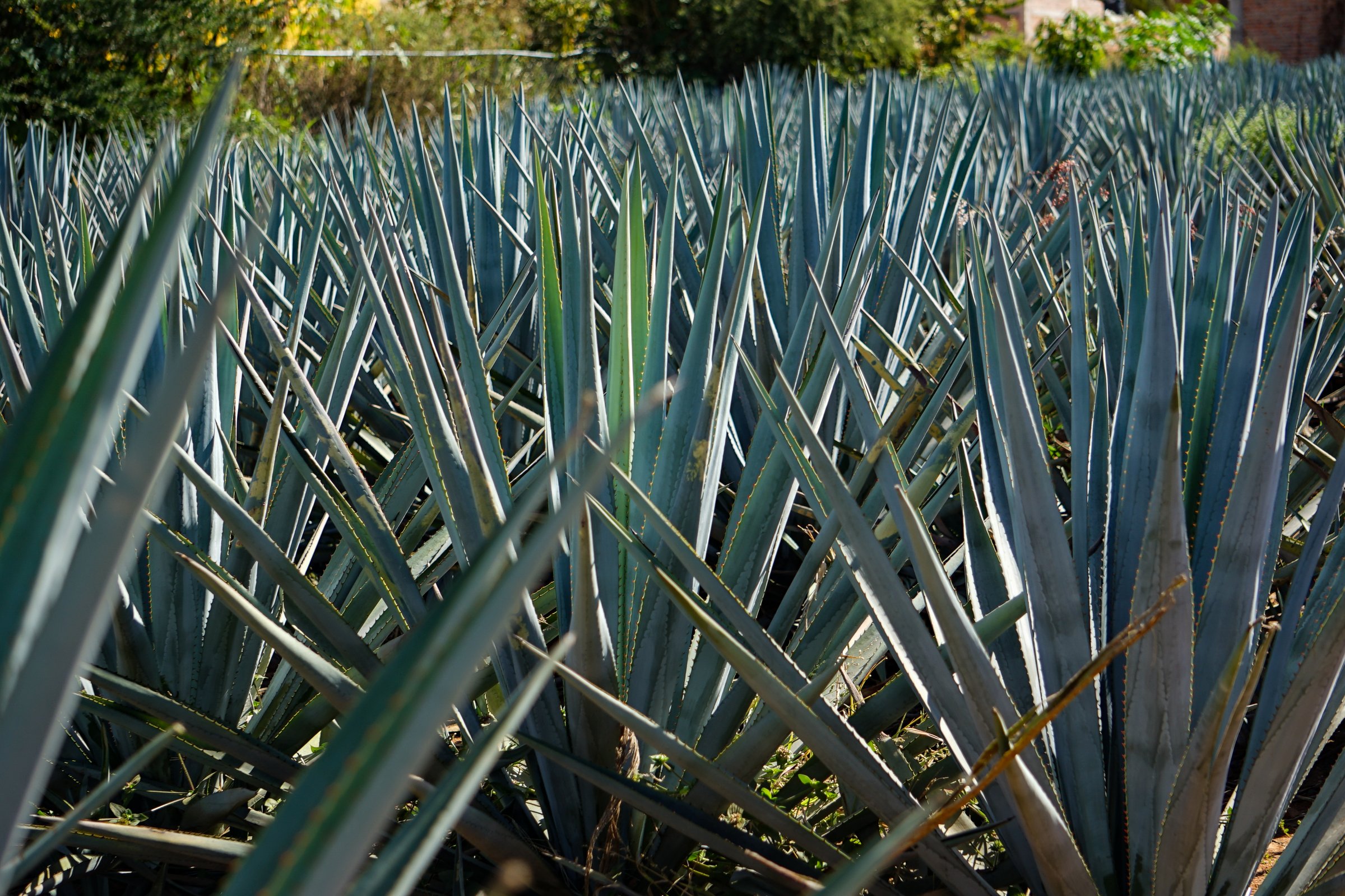 agave, Tequila Jalisco, Mexico