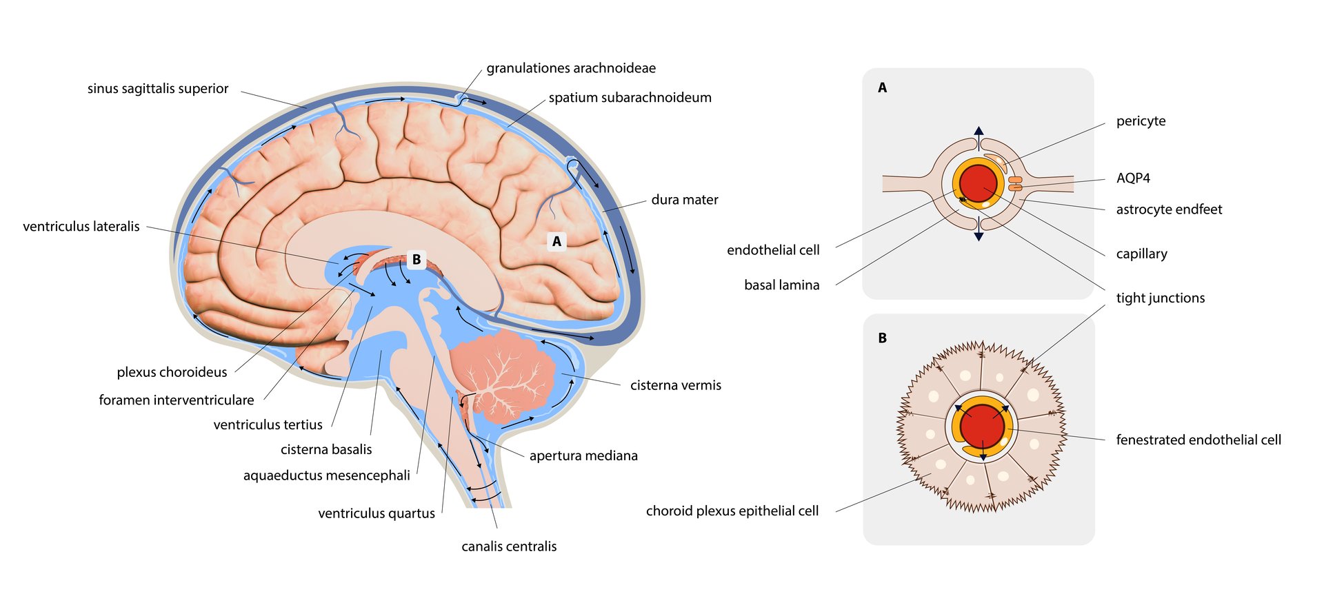 Diagram Illustrating Cerebrospinal Fluid CSF in the Brain Central Nervous System. Brain structure,2d graphic, illustration