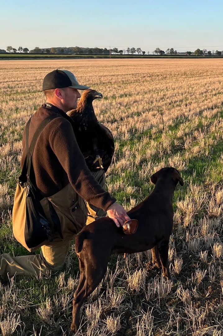 Golden Eagle hunting experience with pointer dog