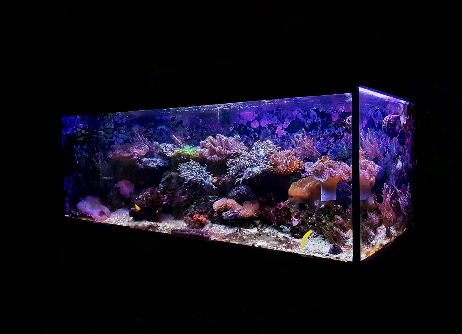 Marine dream coral reef aquarium fish tank