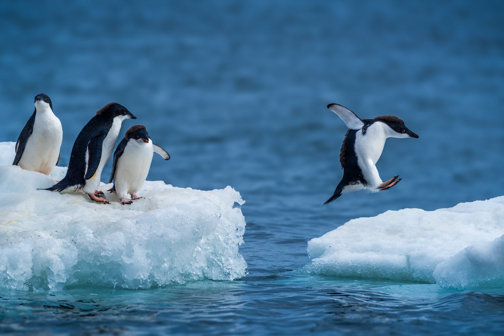 Adelie penguin jumping between two ice floes