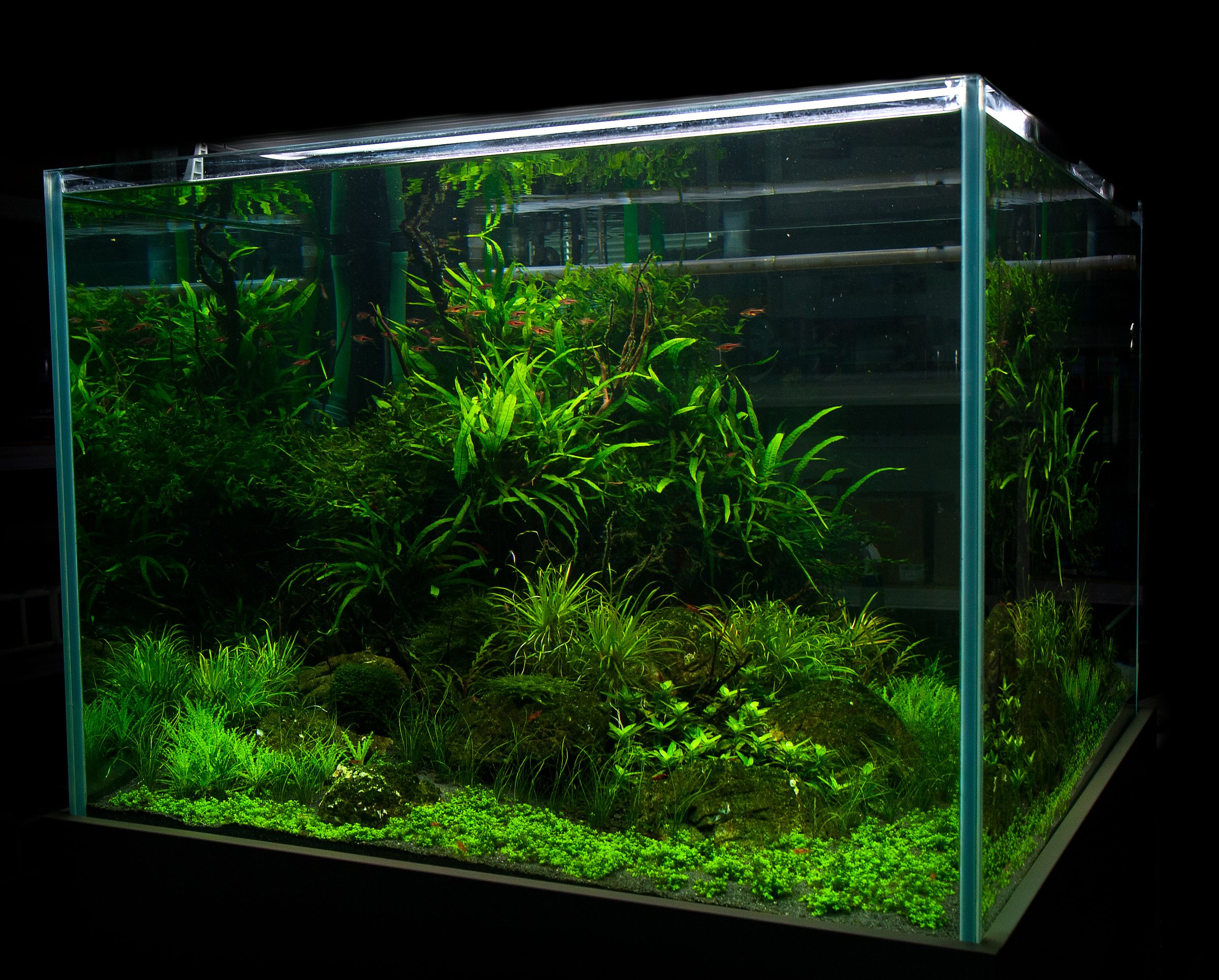Large Format Dutch Aquascape - 500L Professional Planted Aquarium with Geometric Plant Layout