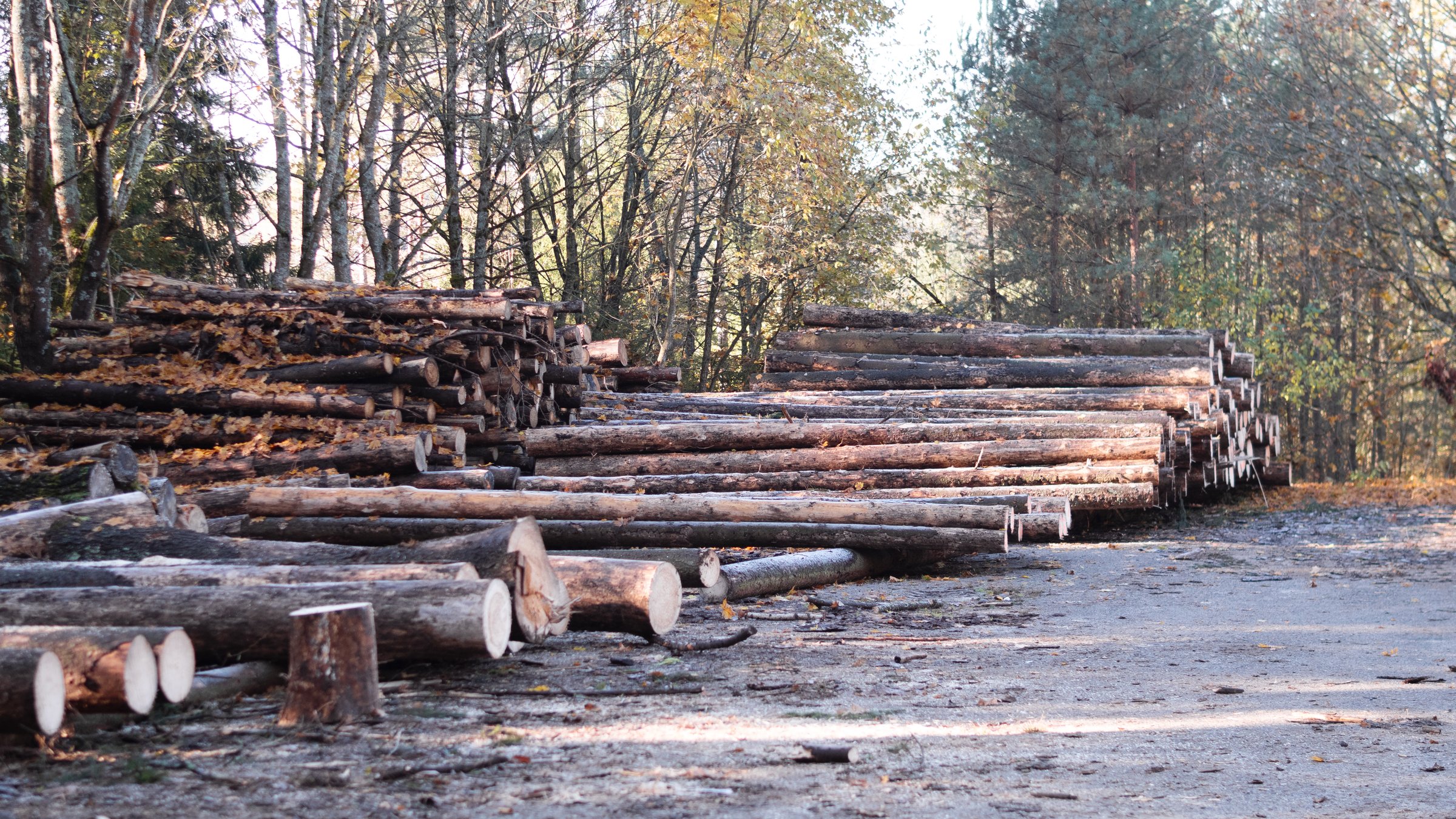 An image showing a stack of logs in a peaceful forest, highlighting various wood logging activities