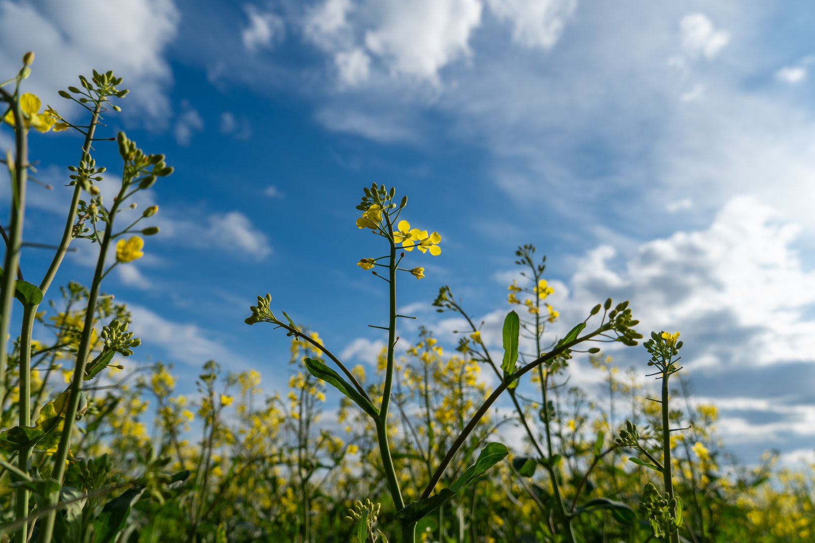 Low angle view of yellow canola rapeseed flowers against a blue sky with fluffy clouds, ideal for agriculture or nature themes.