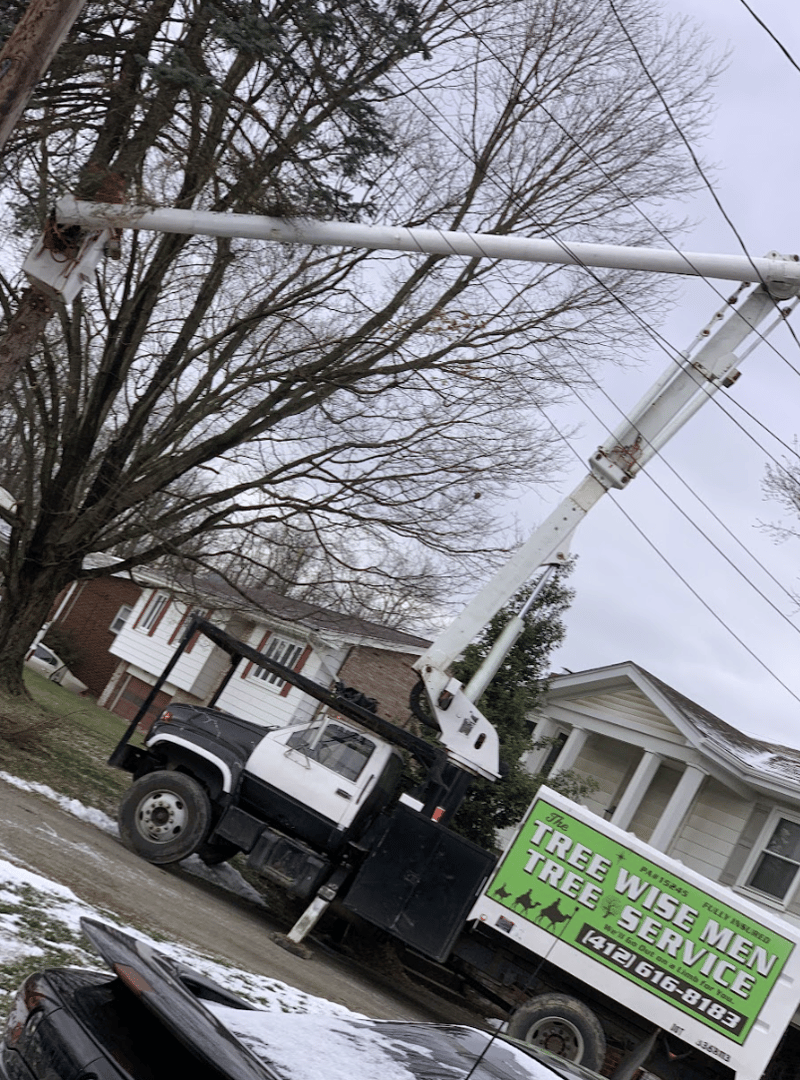 Tree Trimming Project