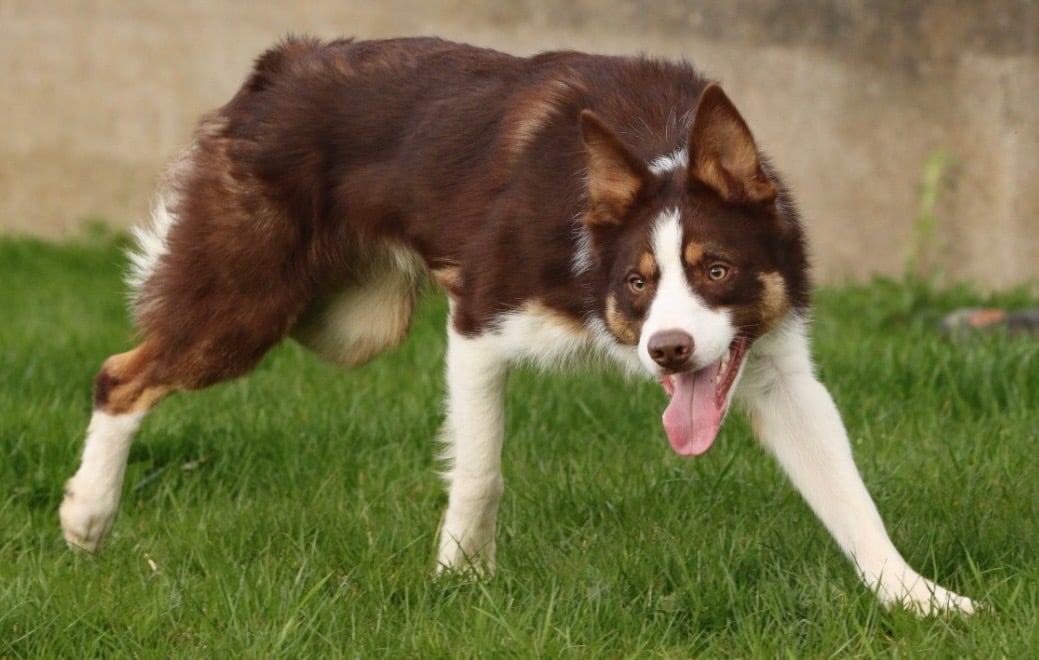 Parkhills Matt - Red Tri Medium-Coated Border Collie