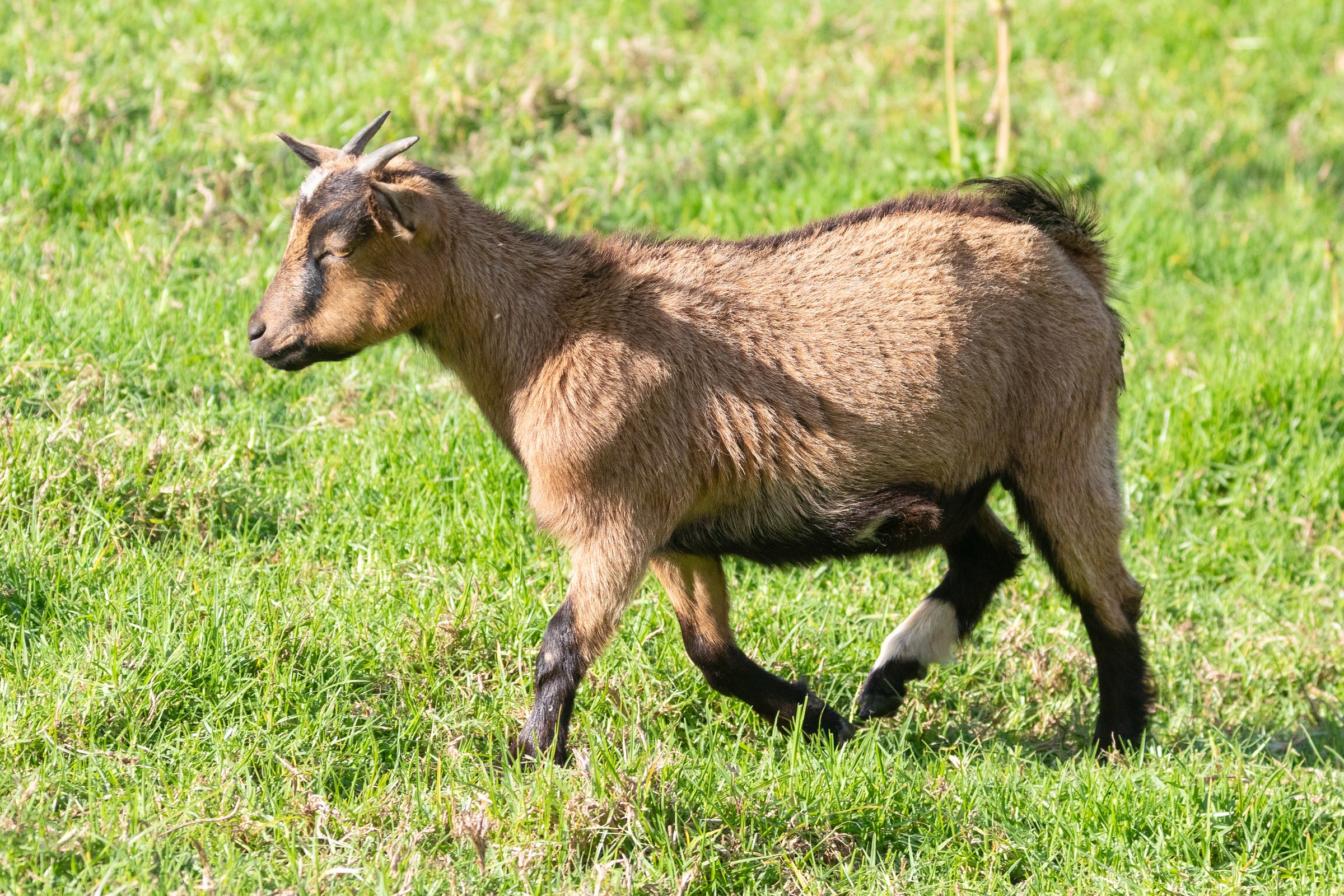 Young Pygmy Goat running in pasture