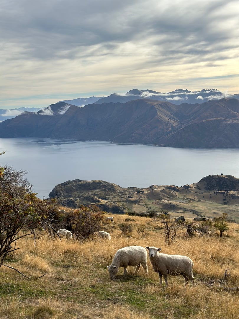 Sheep in picturesque landscape in New Zealand