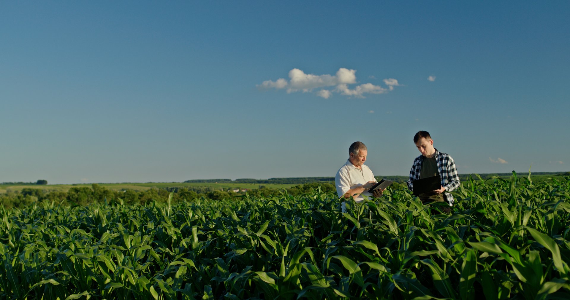 Farmers using technology in cornfield - modern agriculture