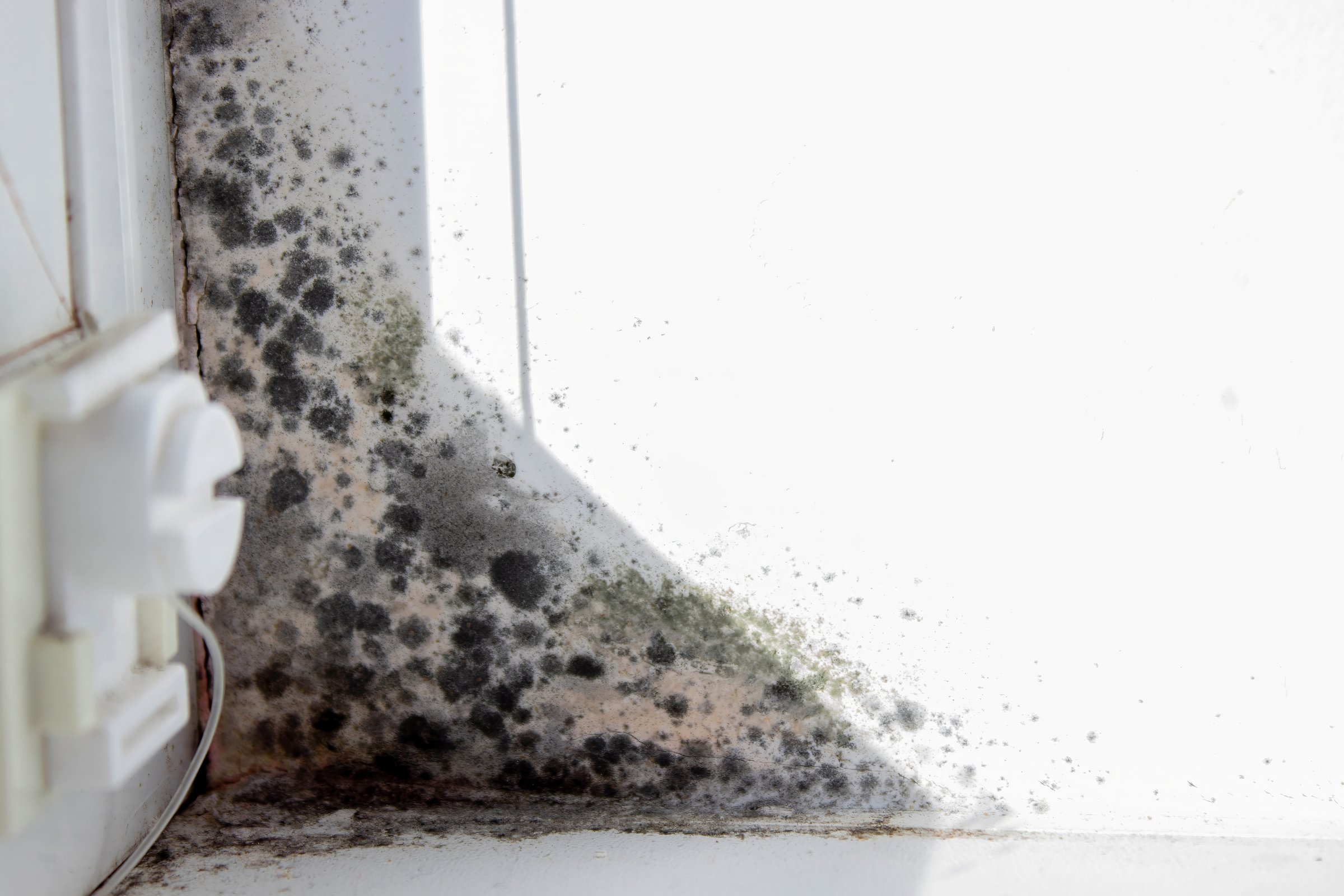 There is significant mold infestation visible in the corner of the window, indicating poor ventilation