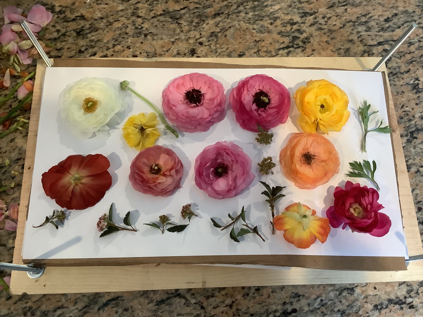 Pressed Flower Wall Art