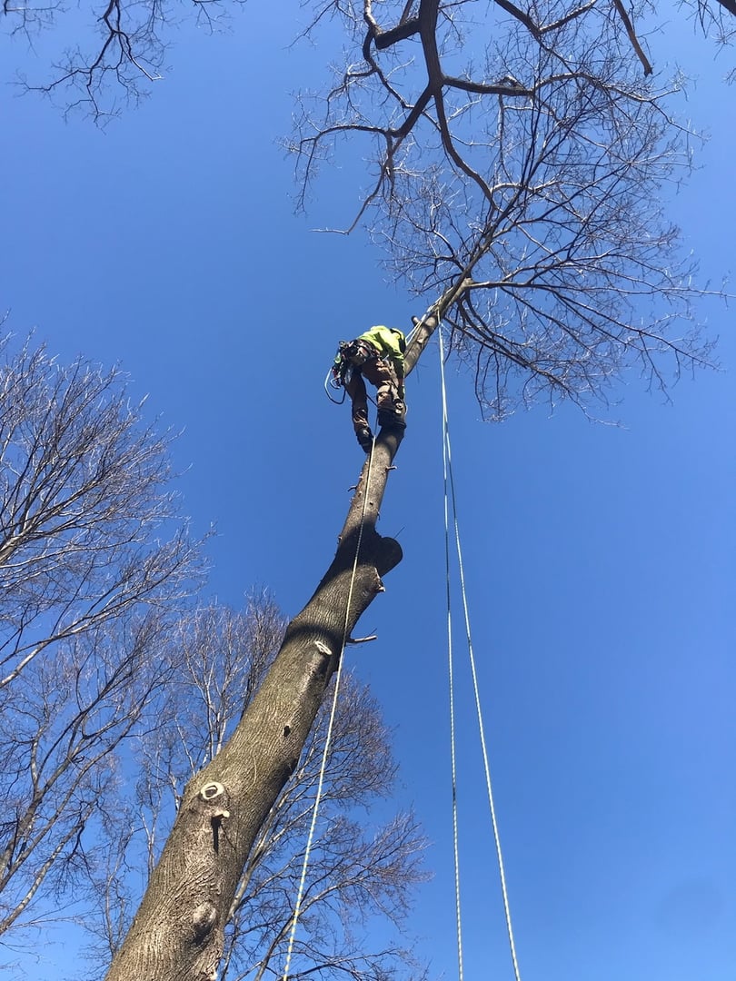 Above & Beyond Tree Care professional tree service