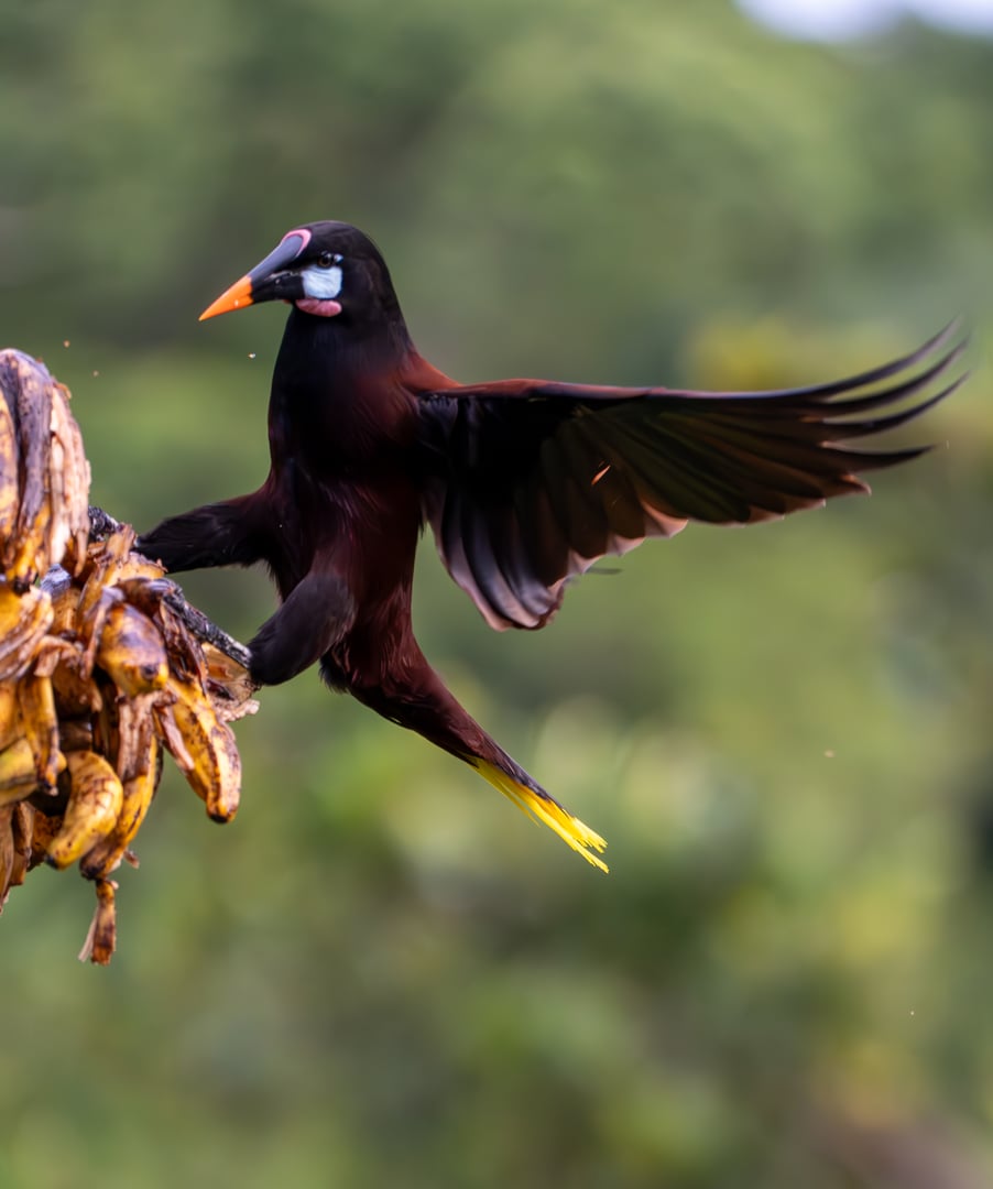 Bird with dark plumage and bright orange and yellow beak landing on a banana bunch, set against a blurred green background.