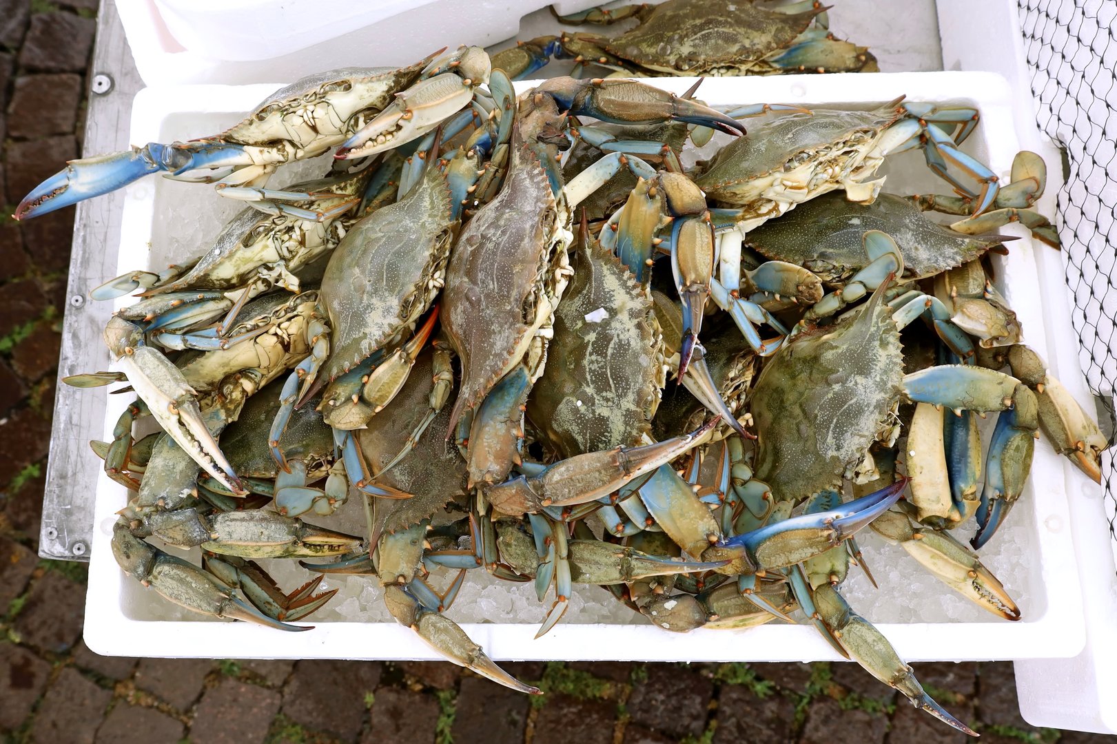 Fresh blue crabs in wooden crate on dock