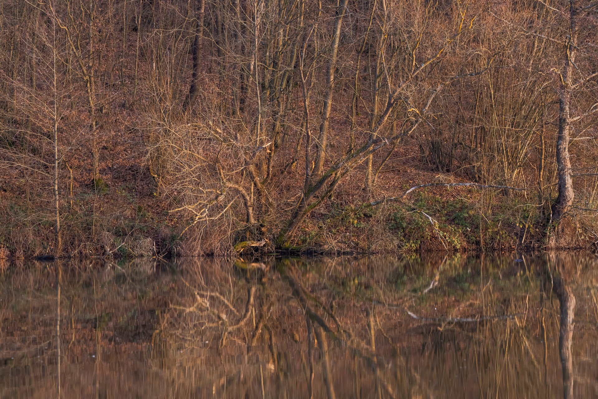 Peaceful lake in the forest mountains