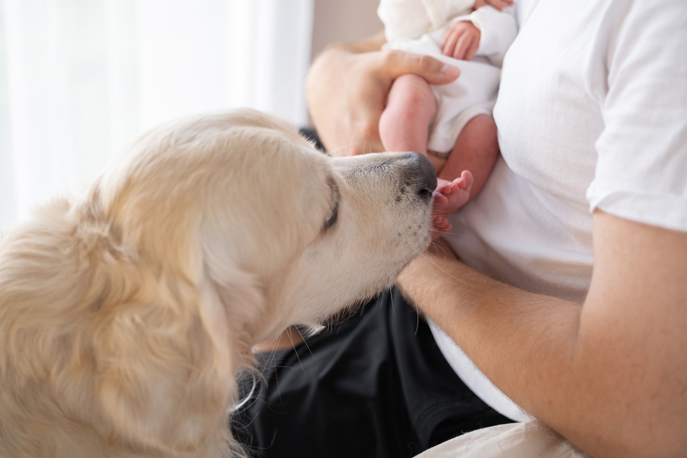 A dog looks at a newborn baby lying on a bed at home. Concept of friendship between children and dogs. Prevention of animal allergies.