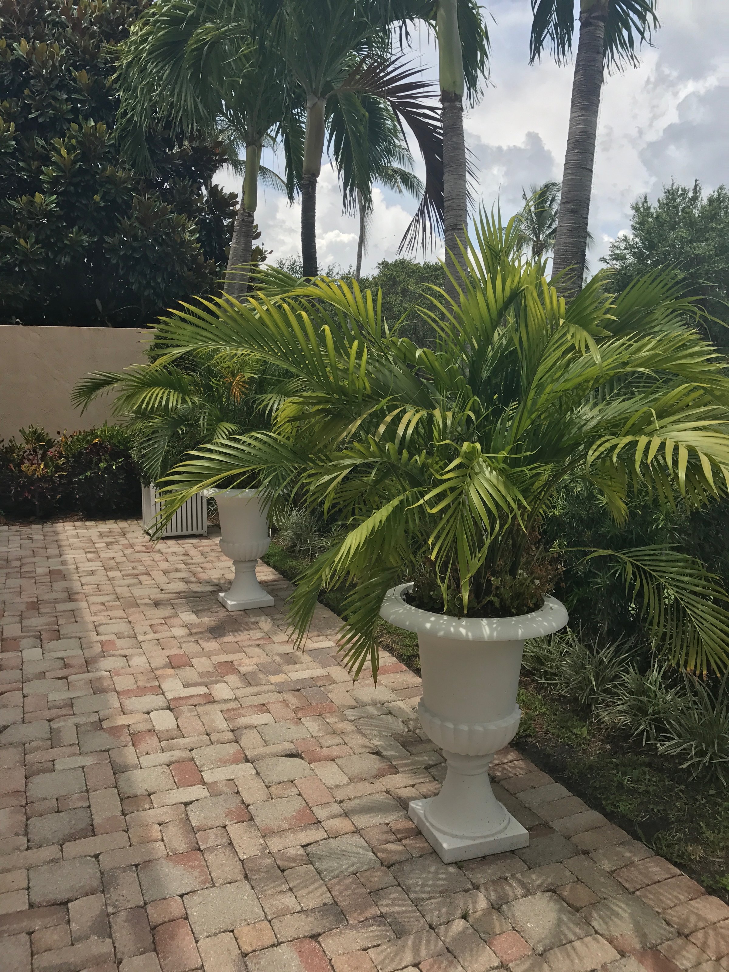 LiDonni Nursery plants