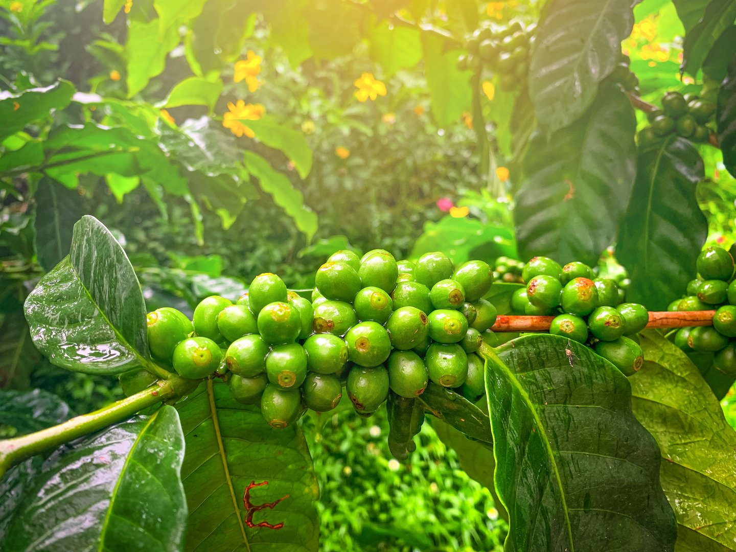 The  green coffee  bean tree with wet condition in the rainy season and yellow light backgrown