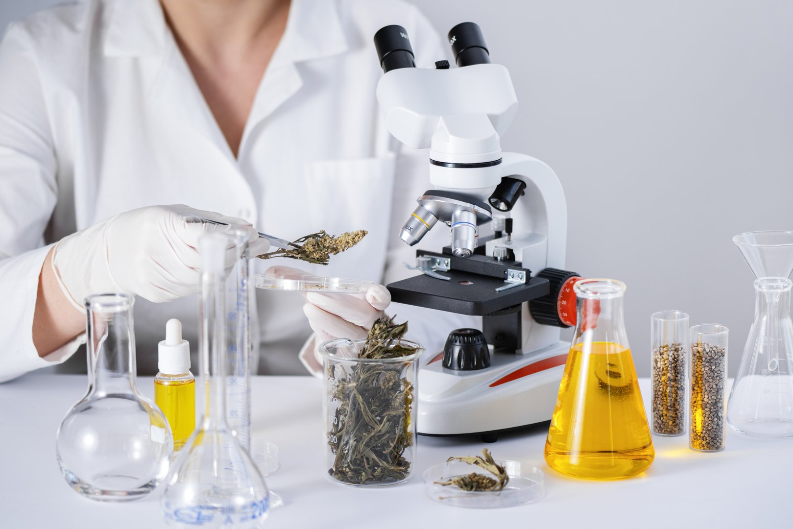 Scientist examining dry cannabis herb at laboratory. Medical hemp and cbd oil research.