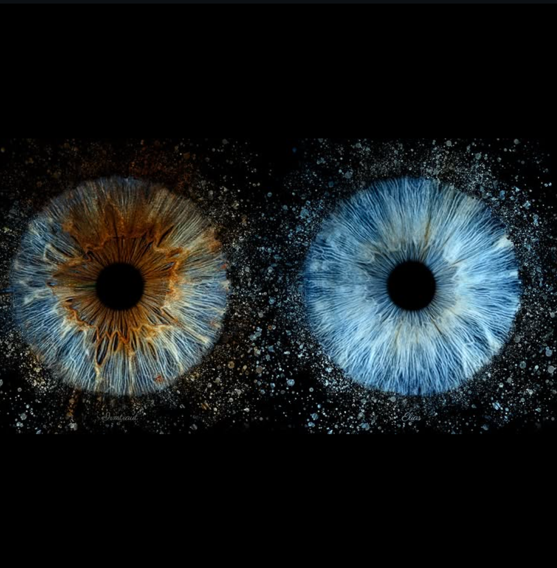 Iris Photography