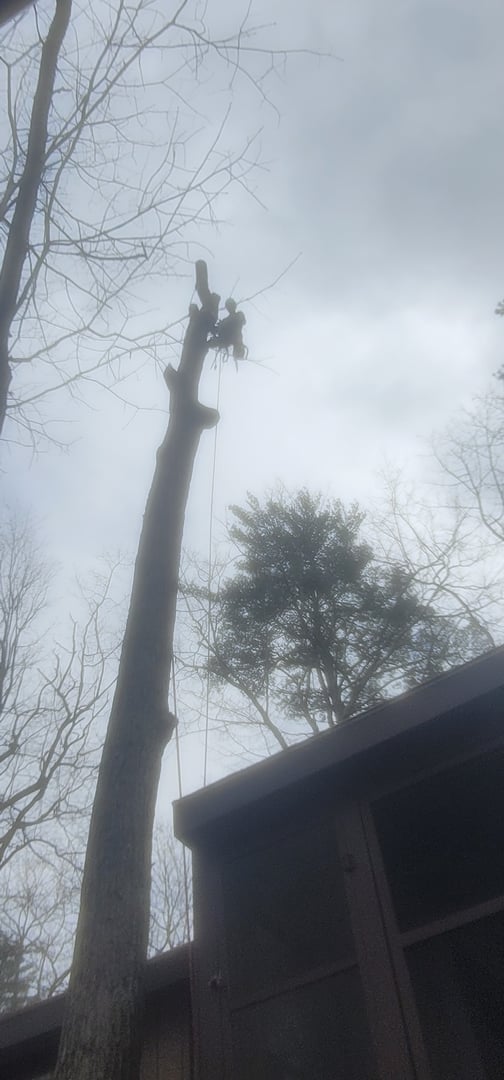 Complete tree service