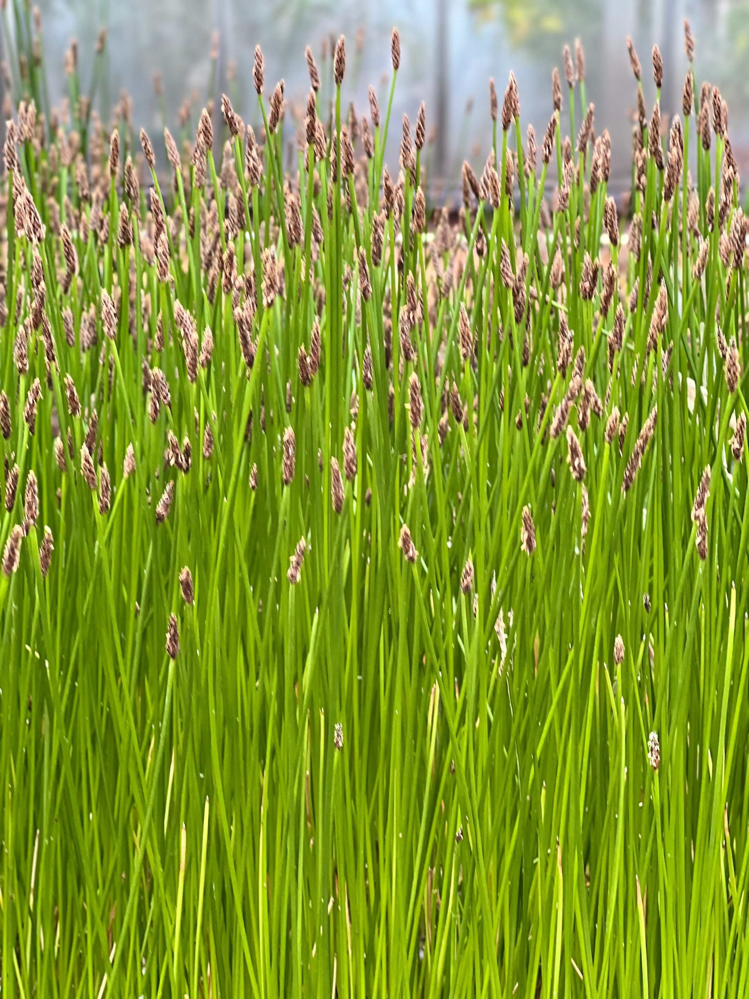 Plant Eleocharis close up. Beautiful green background.