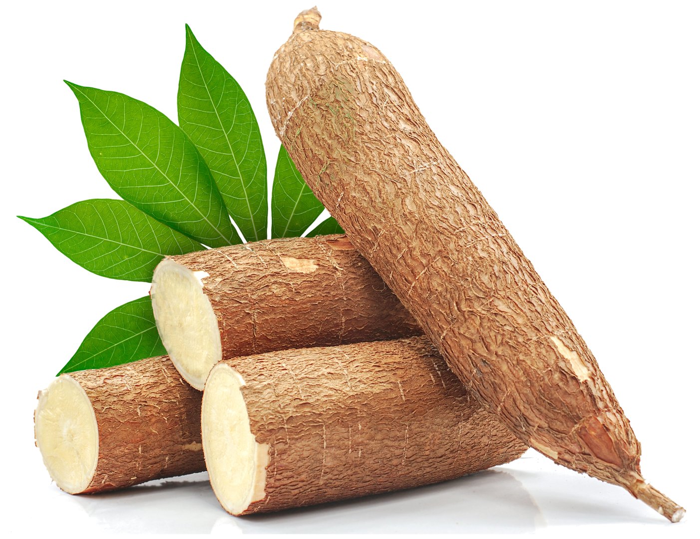 Fresh cassava root