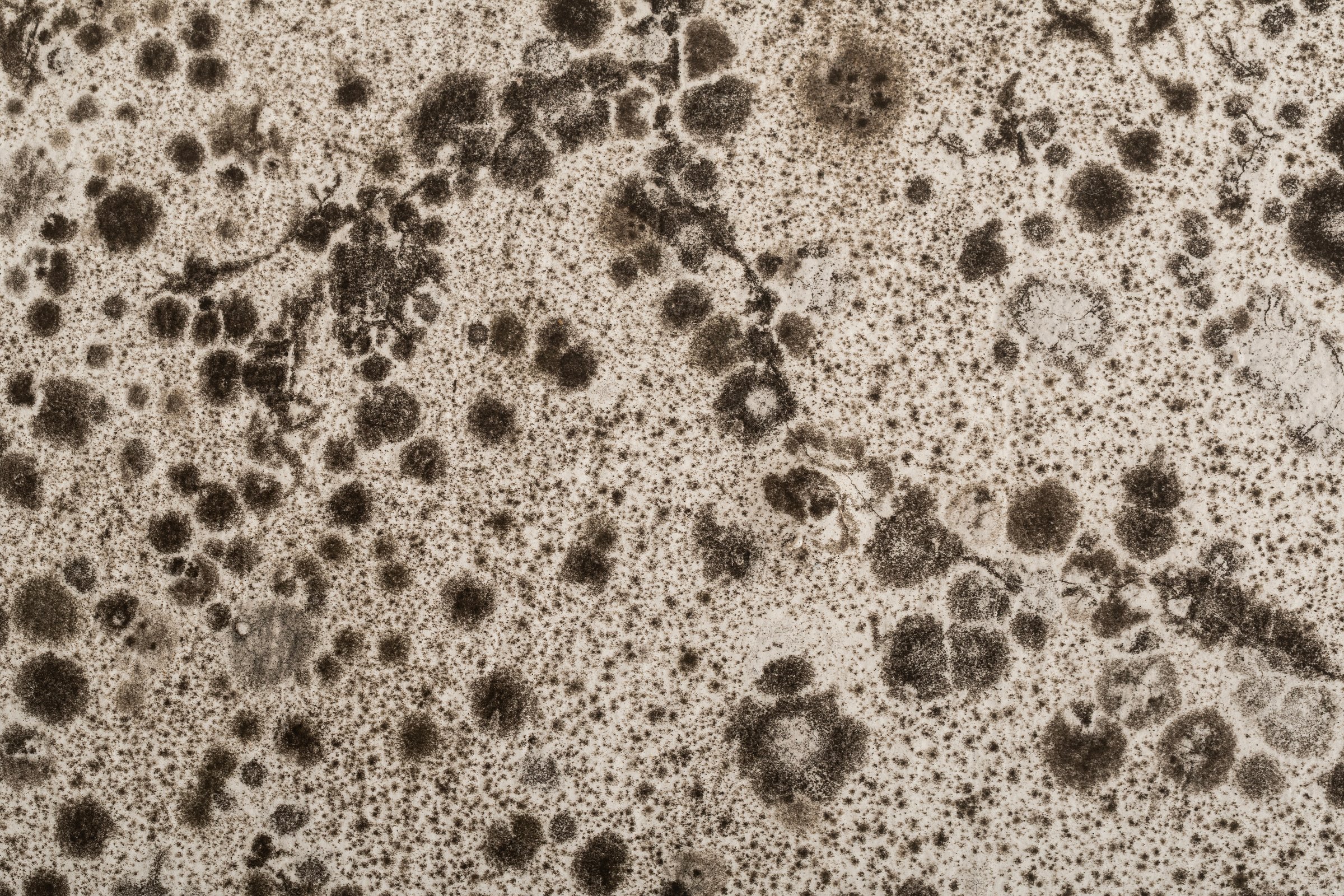 Detail of black mold on the bathroom walls