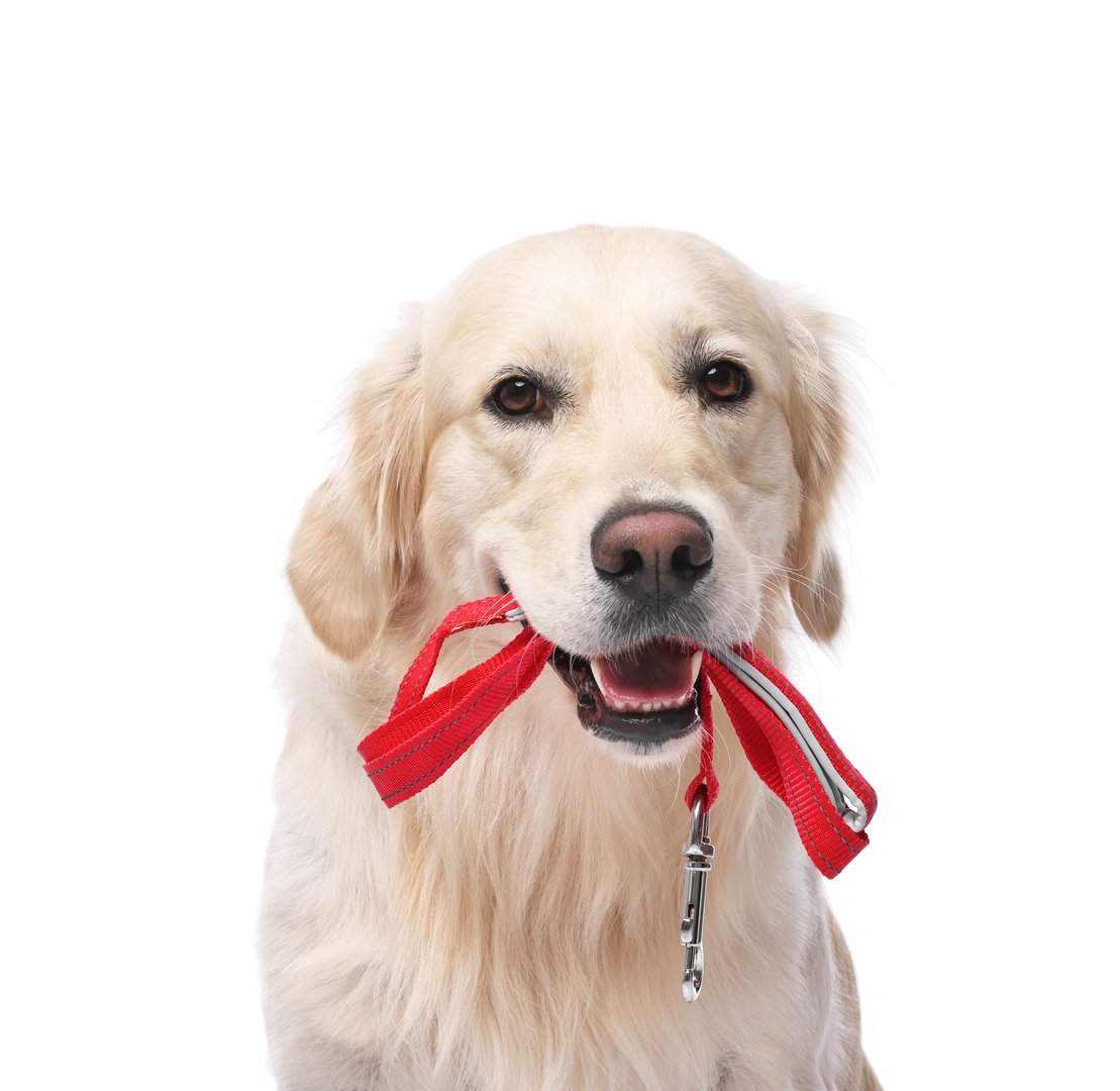 Walking with dog. Cute Golden Retriever with leash on white background