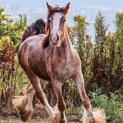 Gypsy horse