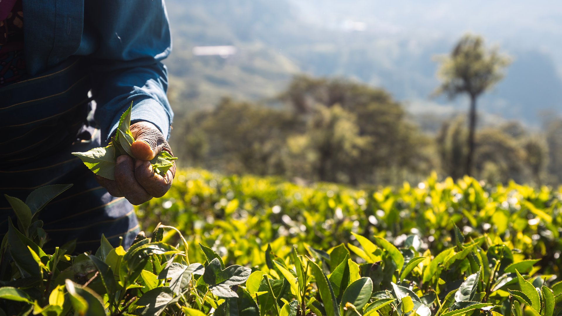 Worker on tea plantation selecting tea leaves