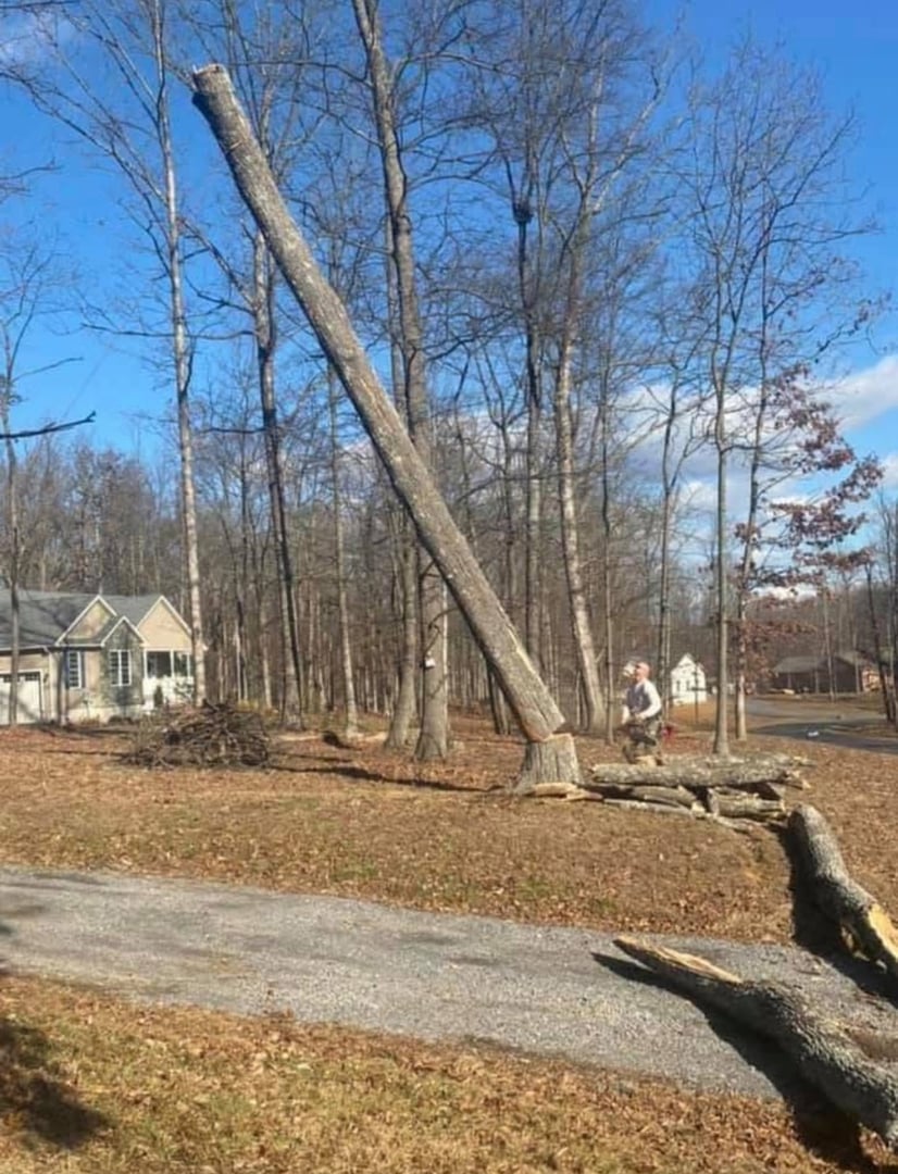 Tree removal service