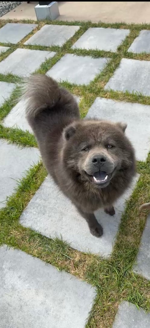 Reign's Chow Chow