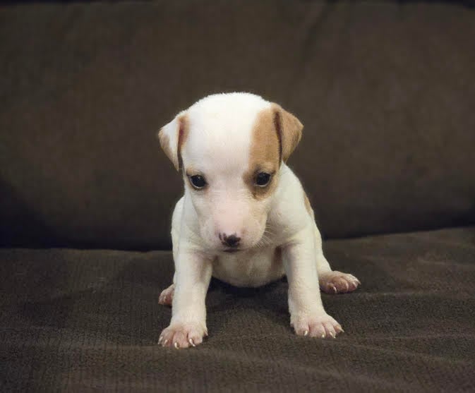 Precious Jack Russell Terrier puppy available from Tomlin Farms