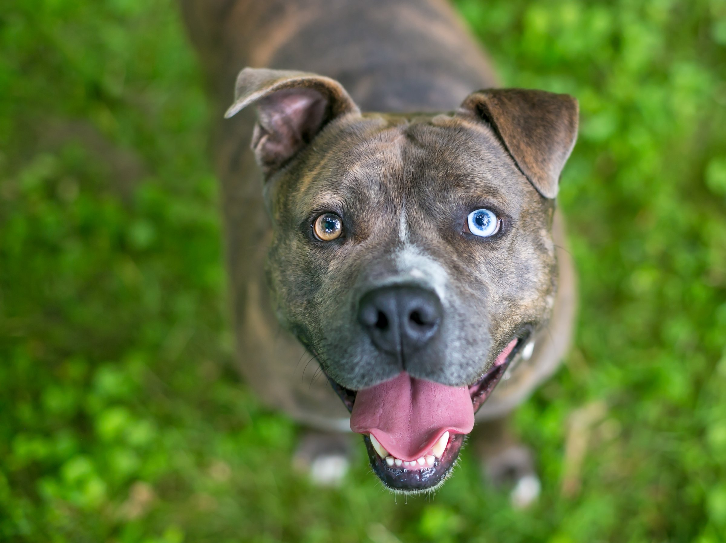 A happy brindle Pit Bull Terrier mixed breed dog with heterochromia, one blue eye and one brown eye