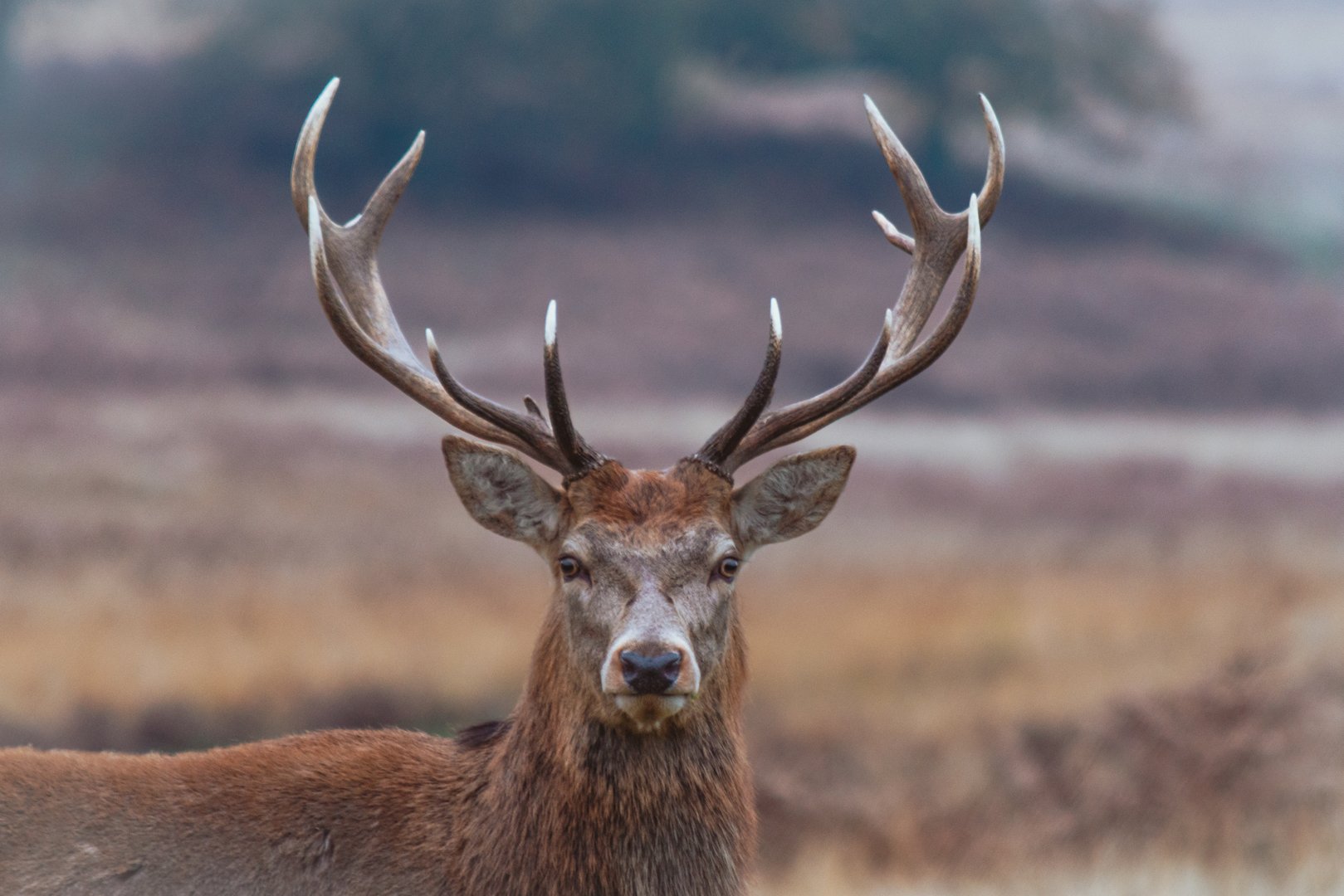 A male deer from Bradgate Park in Leicestershire (England,UK). Picture taken during autumn and rutting season. This big male was looking straight to my nikon camera.