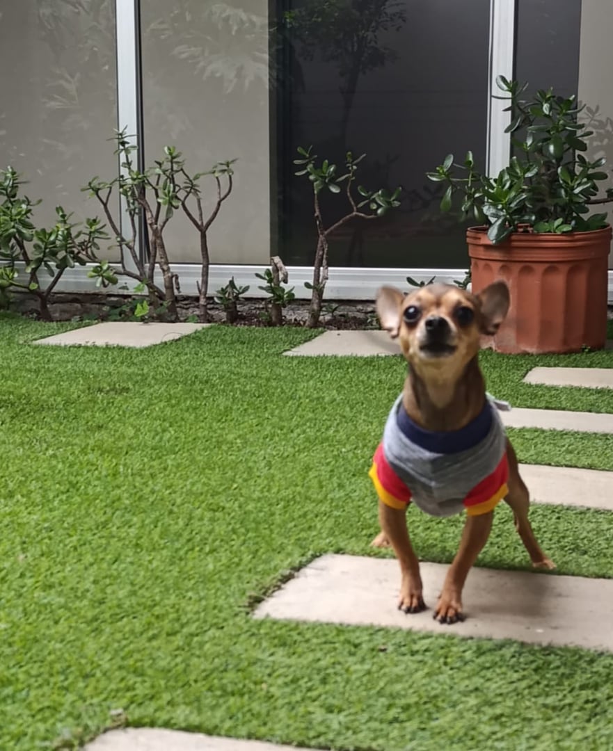 Clínica Veterinaria Dr. Fernández